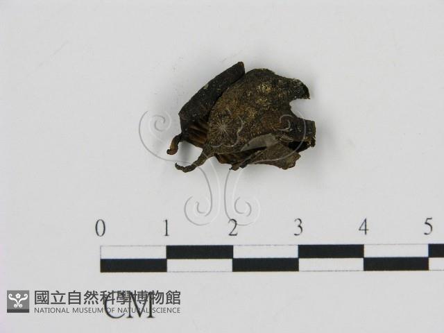 登錄號:F0016157藏品圖，第1張