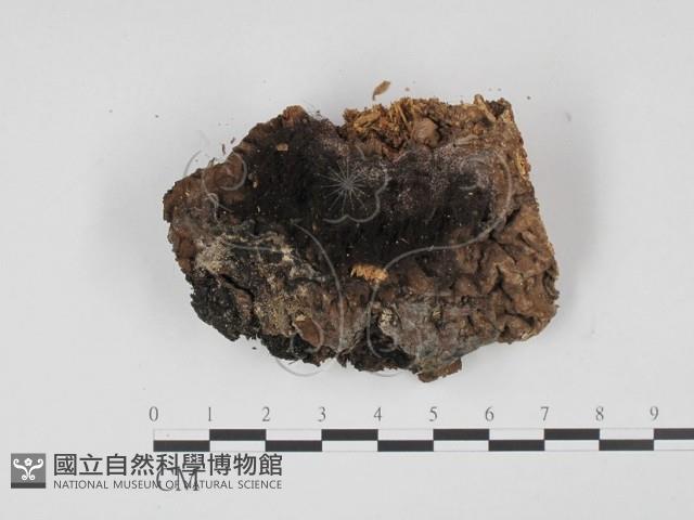 登錄號:F0021157藏品圖，第1張