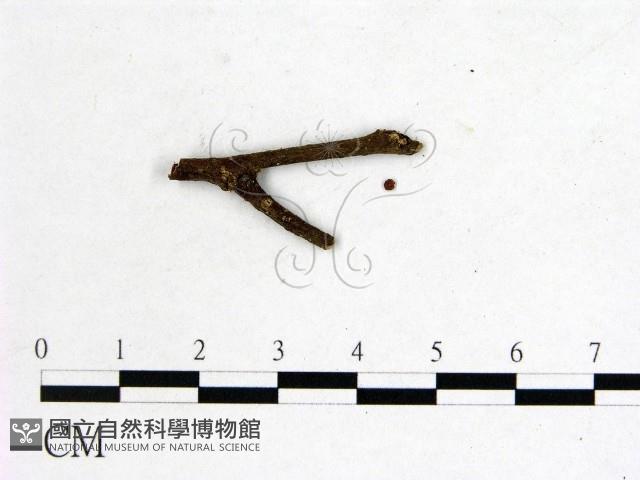 登錄號:F0001157藏品圖，第1張