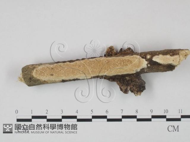 登錄號:F0011157藏品圖，第1張