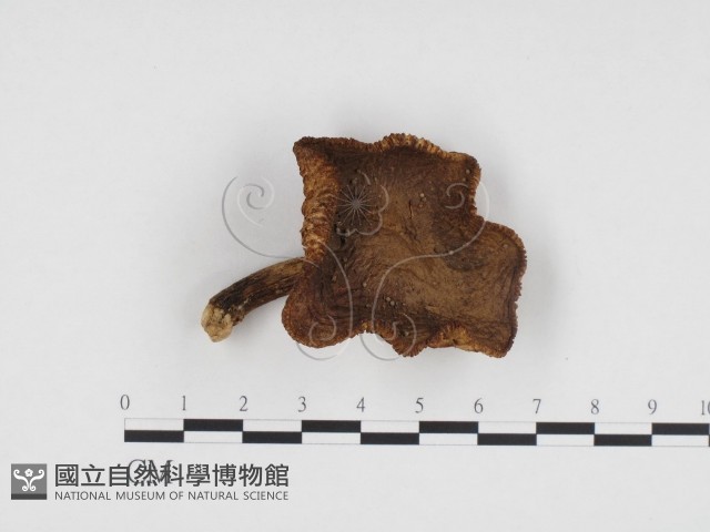登錄號:F0024157藏品圖，第1張