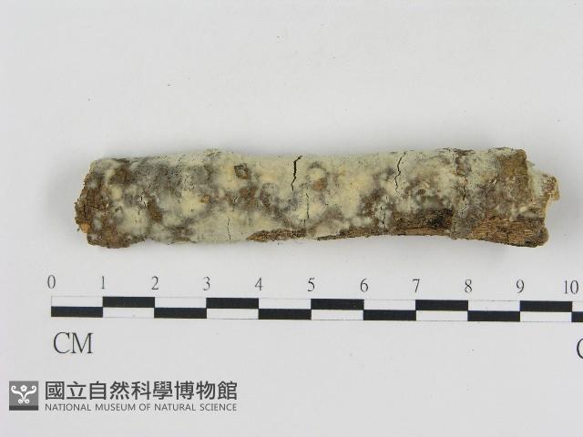 登錄號:F0004157藏品圖，第1張