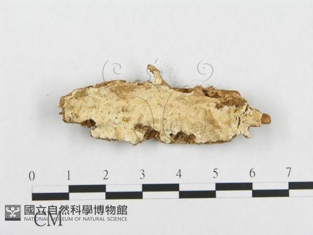 登錄號:F0014157藏品圖，第1張