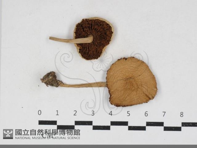 登錄號:F0034157藏品圖，第1張