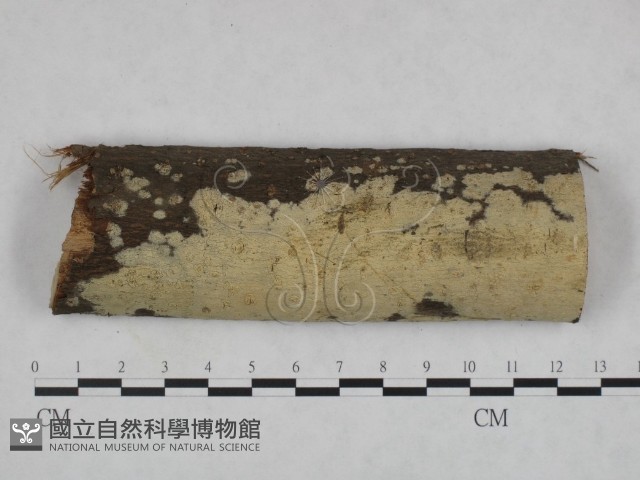 登錄號:F0022157藏品圖，第1張