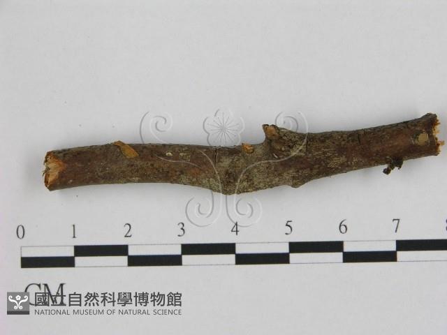 小皮傘屬藏品圖，第1張