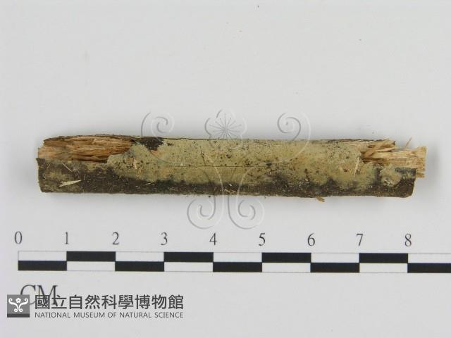 絲齒菌屬藏品圖，第1張