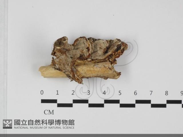 登錄號:F0032157藏品圖，第1張