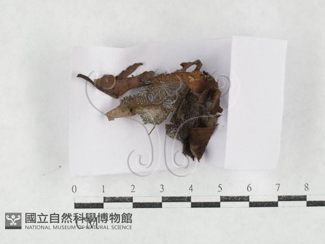 登錄號:F0027157藏品圖，第1張