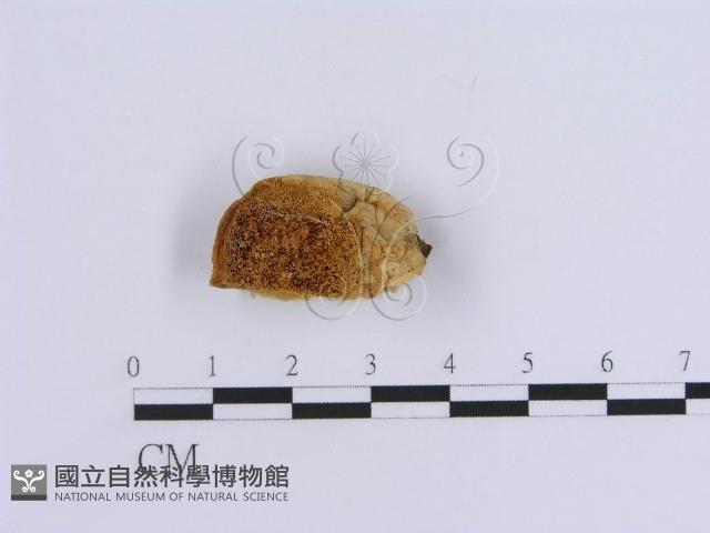 登錄號:F0007157藏品圖，第1張