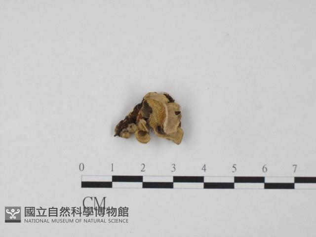 韌革菌屬藏品圖，第1張
