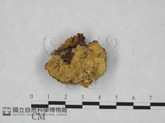 登錄號:F0025157藏品圖，第1張