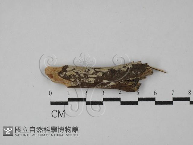 登錄號:F0029157藏品圖，第1張