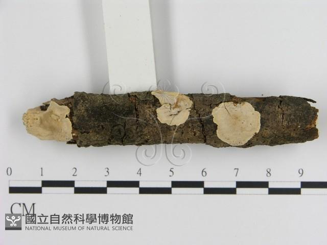 刺皮菌屬藏品圖，第1張
