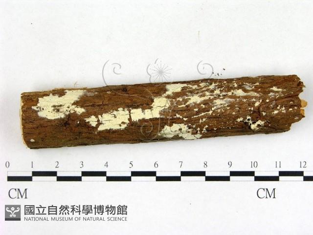 登錄號:F0003157藏品圖，第1張