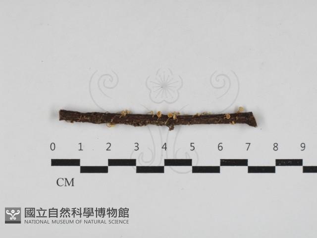 小皮傘屬藏品圖，第1張