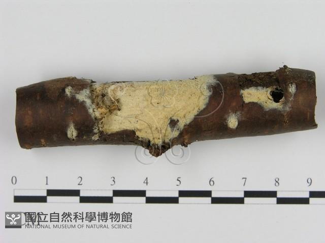 登錄號:F0000057藏品圖，第1張