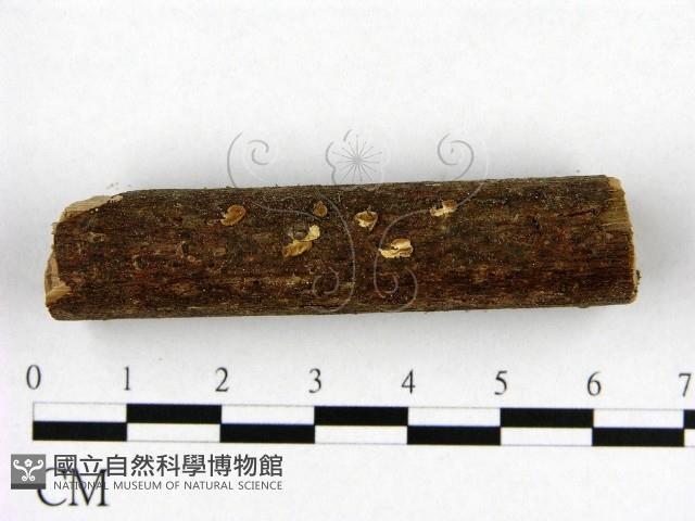 登錄號:F0010057藏品圖，第1張