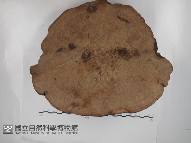 靈芝屬藏品圖，第1張