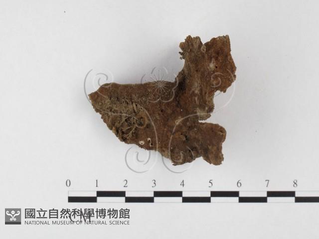 木層孔菌屬藏品圖，第1張