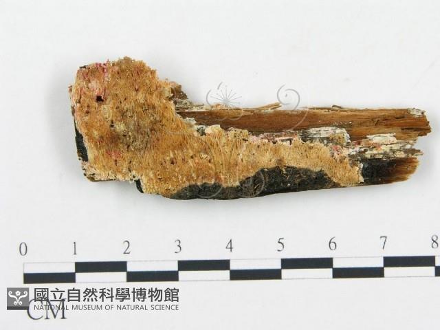 登錄號:F0006057藏品圖，第1張