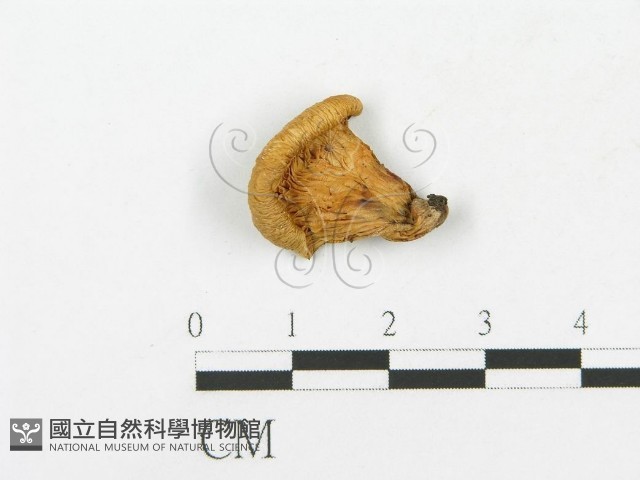 登錄號:F0016057藏品圖，第1張