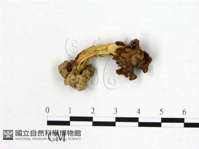 登錄號:F0021057藏品圖，第1張