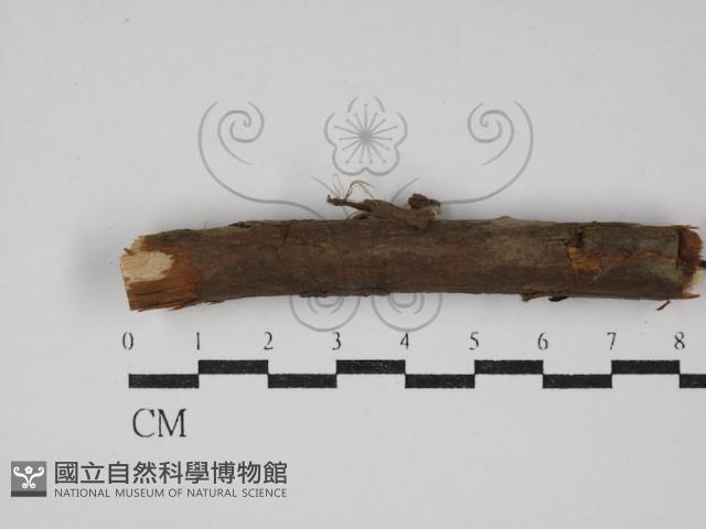 登錄號:F0001057藏品圖，第1張