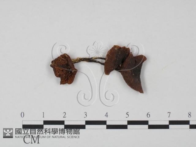 登錄號:F0011057藏品圖，第1張