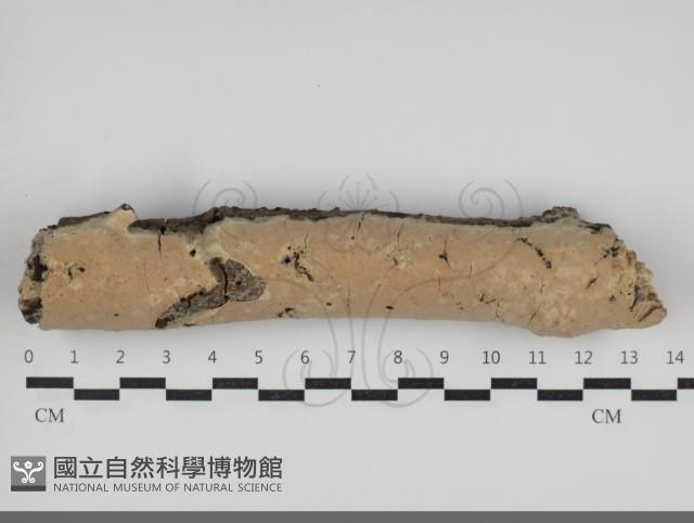 登錄號:F0034057藏品圖，第1張