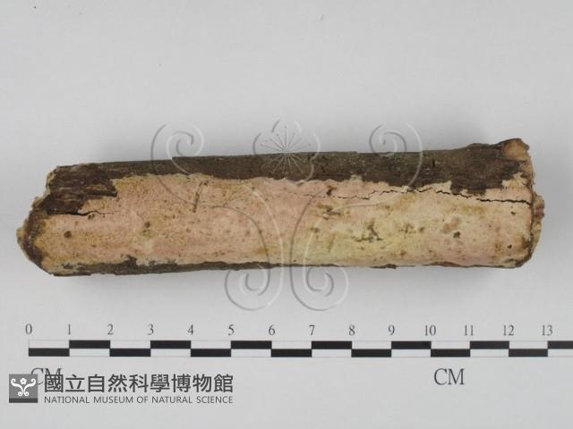 登錄號:F0022057藏品圖，第1張