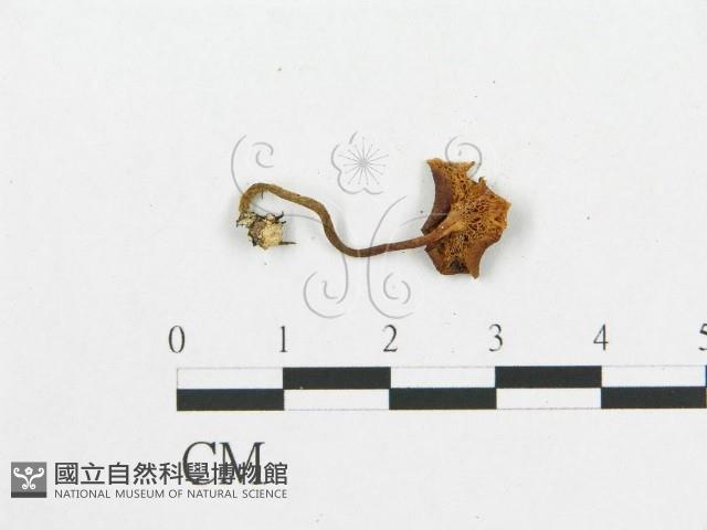 登錄號:F0002057藏品圖，第1張