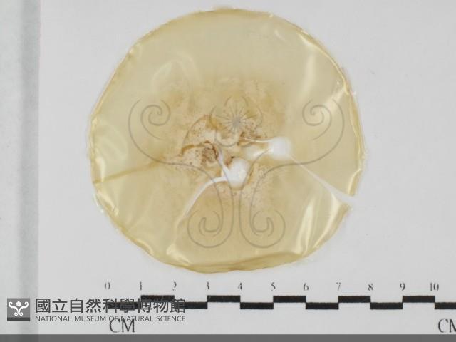 登錄號:F0032057藏品圖，第1張