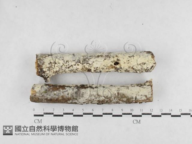 絲齒菌屬藏品圖，第1張