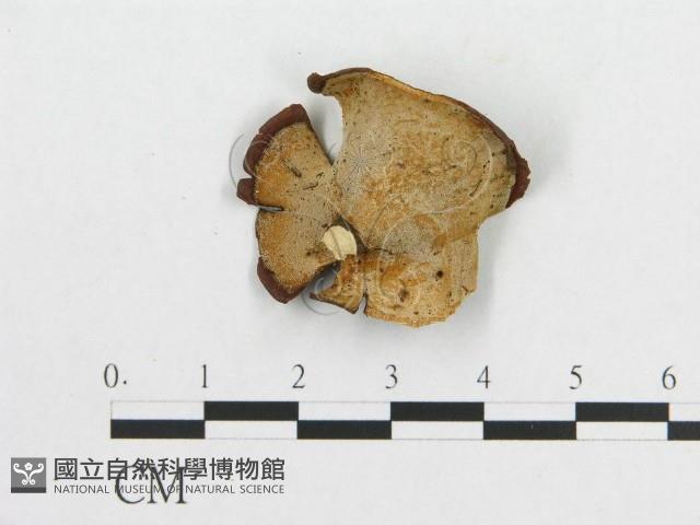 登錄號:F0007057藏品圖，第1張