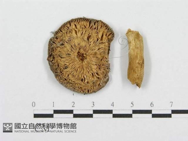 紅菇屬藏品圖，第1張
