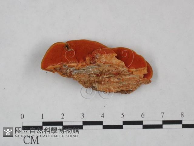 血紅密孔菌藏品圖，第1張