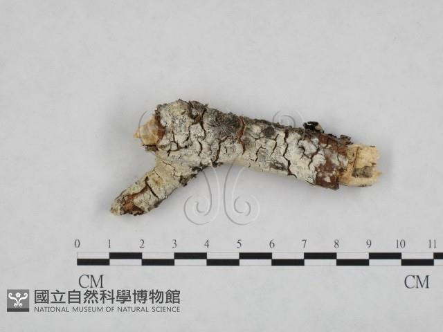 登錄號:F0005057藏品圖，第1張