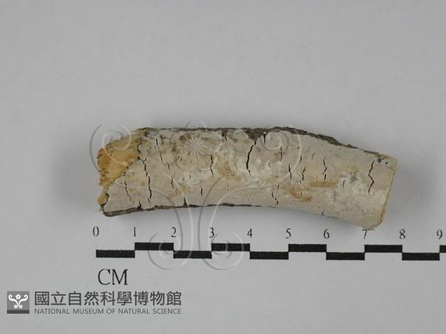 登錄號:F0029057藏品圖，第1張