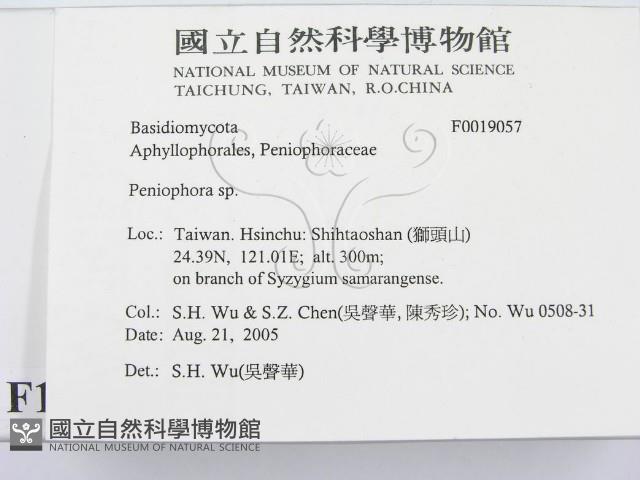 筍殼菌屬藏品圖，第3張