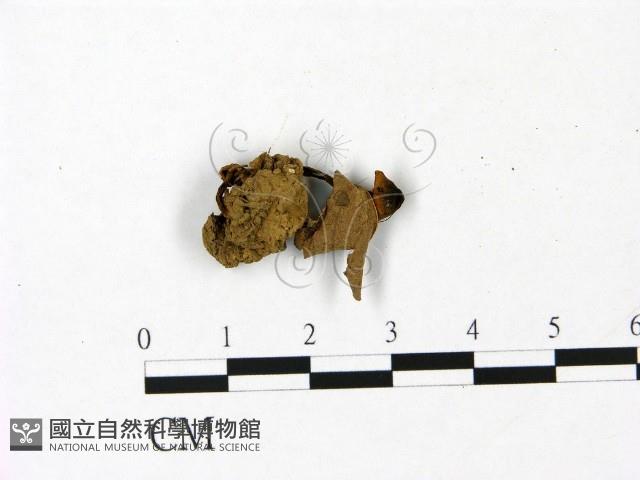 登錄號:F0023057藏品圖，第1張