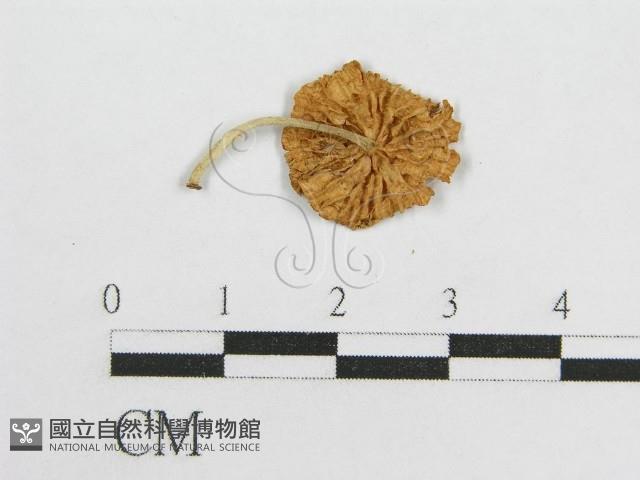 微皮傘屬藏品圖，第1張