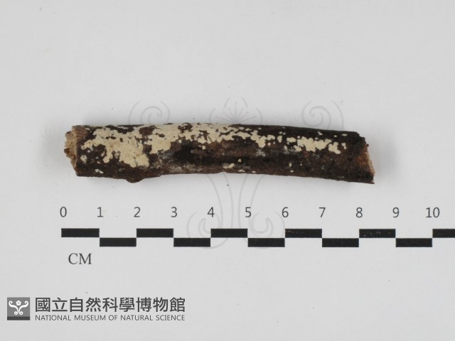 登錄號:F0033057藏品圖，第1張