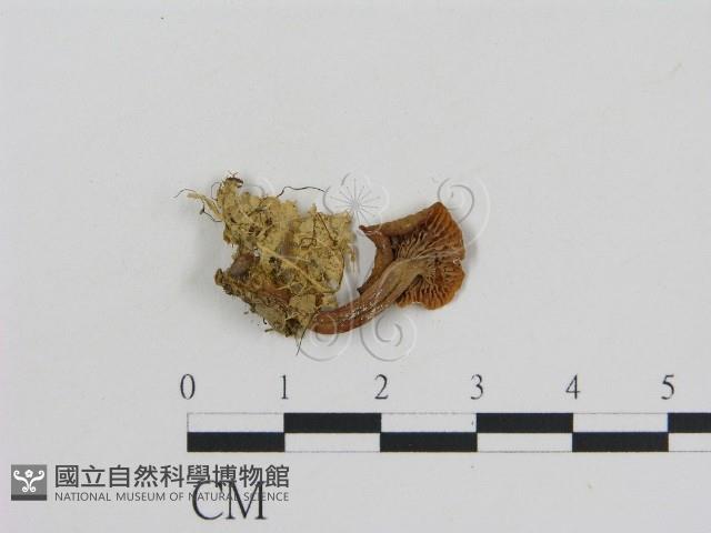 登錄號:F0008357藏品圖，第1張