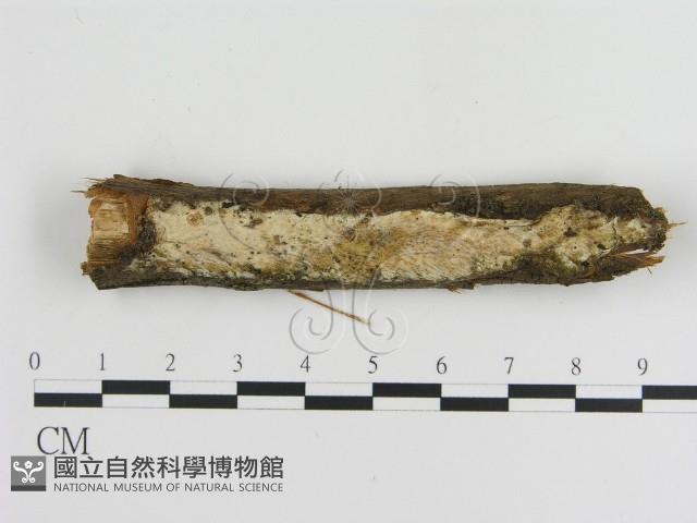傑克菌屬藏品圖，第1張