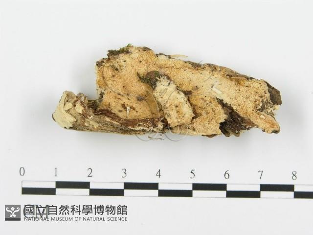 登錄號:F0006357藏品圖，第1張