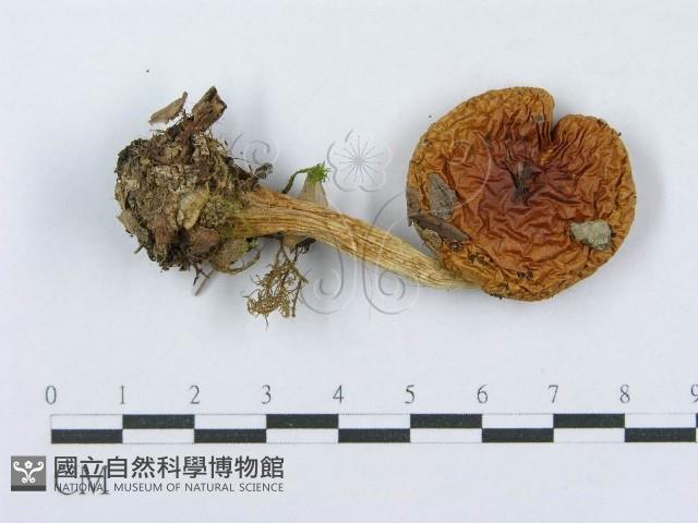 登錄號:F0016357藏品圖，第1張