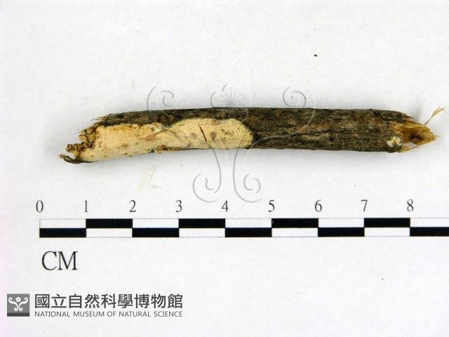 登錄號:F0021357藏品圖，第1張