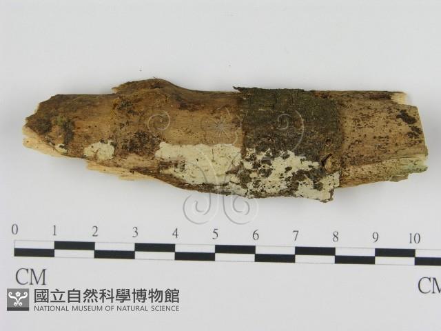 登錄號:F0001357藏品圖，第1張