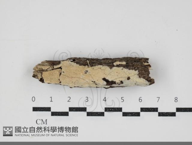 登錄號:F0034357藏品圖，第1張